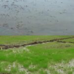 টানা বৃষ্টিতে যশোরে আমনের বীজতলা নষ্ট, চারা সংকটের আশঙ্কায় কৃষক