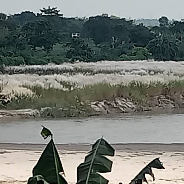পঞ্চগড়ের আন্তঃসীমান্ত নদী মহানন্দার চরে কাশফুল প্রকৃতিপ্রেমীদের মন ছুঁয়েছে